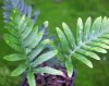 Show product details for Polypodium cambricum semilacerum Carew Lane