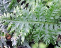 Rich green ladder like fronds