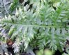 Polypodium glycyrrh...