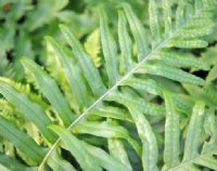 Rich green ladder like fronds