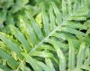 Polypodium glycyrrh...