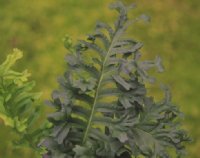 Rich green ladder like fronds