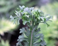 Deep green fronds with divided tips