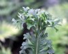 Polypodium glycyrrh...