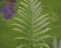 Rich green ladder like fronds