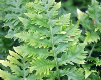 Rich green ladder like fronds