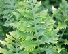 Polypodium cambricu...