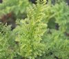 Polypodium vulgare ...