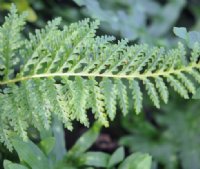 Rich green ladder like fronds