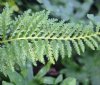 Polypodium vulgare ...