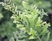 Fresh green deeply dissected fronds