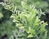 Polypodium vulgare ...