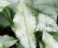 Long silver leaves