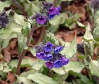 Bluish flowers over silvery foliage