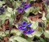 Show product details for Pulmonaria Diana Clare