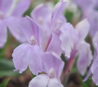 Big pale pink orchid like flowers