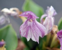 Big white and purple orchid like flowers