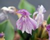 Roscoea humeana Pur...